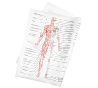 MUSISALY Affiche d'Anatomie Humaine 50X70 CM en Soie de 89 G/M² - Schéma Muscles Squelettiques et Squelette - Poster Pédagogique pour École Laboratoire et Décoration Murale