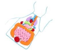 MUSISALY Tablier Éducatif 3D Organes du Corps Humain pour Garçon et Filles Outil Cognitif Pédagogique Aides à L’Apprentissage Précoce D’Éducation Scientifique pour Maternelle