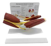 Muteitt Modèle D'articulation du Coude Musclé, Modèle D'articulation du Coude Droit pour l'enseignement De L'anatomie De Physiologie Humaines, pour Les Ressources d'apprentissage
