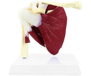 Muteitt Modèle D'articulation Musculaire De L'épaule, Modèle Anatomique De L'articulation Humaine, Montre Musculature Complète De L'épaule, De Coiffe des Rotateurs Aux Muscles