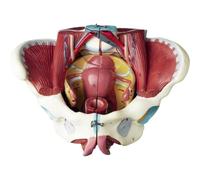 Muteitt Modèle De Bassin Féminin avec Muscles du Plancher Pelvien, Modèle D'anatomie Féminine, Équipement Éducatif en Sciences Médicales Humaines, Modèle De Médecine D'anatomie