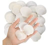 Muuoeou Lot de 40 coquillages naturels Saint-Jacques - 3,6 à 6,1 cm - Petits coquillages pour bricolage - Coquillages en grande quantité