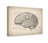 MUYGGAFF Poster sur toile représentant l'anatomie du cerveau (1) - Décoration de chambre à coucher, bureau, chambre - Cadeau - 50 x 75 cm