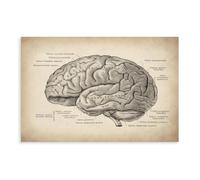 MUYGGAFF Poster sur toile représentant l'anatomie du cerveau - Médecine rétro - Décoration murale pour salon, chambre à coucher - 20 x 30 cm