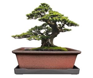 MUZHI Pot de Fleurs décoratif en céramique pour bonsaï, 21,6 cm avec Plateau, Pot rectangulaire en Terre Cuite Non émaillée pour Arbre, Succulent, Cactus, intérieur et extérieur, Rouge Marron