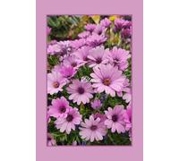 My Little Garden | Real Photos by Real People | A lined Notebook | Volume 1- Bloom: A Peaceful Lined Journal Featuring Original Garden Photography