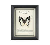 MYBSXKEOZ Vrai Papillon De Taxidermie Monté Cadre Fait Main en Bois Noir Art Mural pour Salle De Séjour(A5)