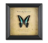 MYBSXKEOZ Vrai Papillon De Taxidermie Vintage Décoration Murale Vrai Bureau Plastique(N)