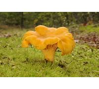 Mycelium - Champignons de forêt cantharellus cibarius, cultivez vos propres champignons