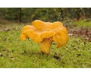 Mycelium - Champignons de forêt cantharellus cibarius, cultivez vos propres champignons