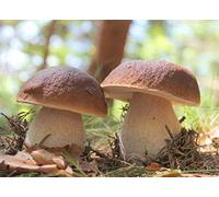 Mycélium de Cèpes de Bordeaux Kit de culture champignons (Tube, 50ml)