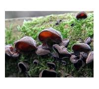 MYCÉLIUM DE CHAMPIGNON NOIR - 15ML KIT DE CULTURE CHAMPIGNONS - GROW MUSHROOMS KIT