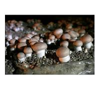 Mycélium de Champignons de Paris Brun Kit de culture champignons (tube, 50ml)