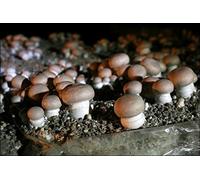 Mycélium de Champignons de Paris Bruns Kit de culture champignons 15ml/50 ml (Tube, 50ml)