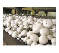 Mycélium de Champignons de Paris Kit de culture champignons (tube, 15ml)