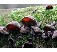 Mycélium de Champignons Noir 15ml/50 ml (Contenance tube, 15ml)