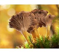 Mycélium de Girolle Grise - Kit de Culture de Champignons Mycélium liquide en tube de 15ml ou 50ml (Tube, 15 ml)