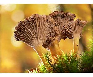 Mycélium de Girolle Grise - Kit de Culture de Champignons Mycélium liquide en tube de 15ml ou 50ml (Tube, 15 ml)