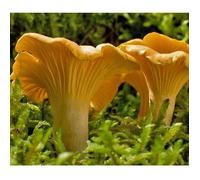 Mycélium de Girolle Jaune Kit de culture champignons 15ml /50 ml (tube, 15ml)