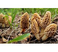 Mycélium de Morille Blonde Kit de culture champignons 15ml/50 ml Mushrooms (tube, 15ml)