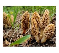 Mycélium de Morille Blonde Kit de culture champignons Mushrooms (tube, 50ml)