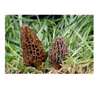 Mycélium de MorilleConique Kit de culture champignons Mushrooms (tube, 50ml)