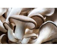 Mycélium de Pleurote Kit de culture champignons 15ml/50 ml (Tube, 15ml)