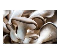 Mycélium de Pleurote Kit de culture champignons (Tube, 50ml)