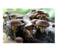 Mycélium de Shiitaké - Kit de culture Champignons (Tube, 50ml)