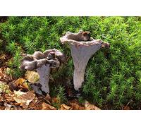 Mycélium de Trompette de la Mort Kit culture champignons 15ml /50ml (tube, 15ml)