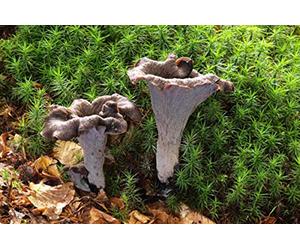 Mycélium de Trompette de la Mort Kit culture champignons 15ml /50ml (tube, 50ml)