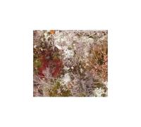 Fursaxa - Mycorrhizae Realm [Import]