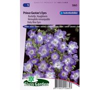 Myosotis, Myosotis des bois bleu - Graines de fleurs bisannuelles - Env. 0,35 g | SG5865
