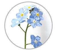 Myosotis Sylvatica/env. 50 graines/pierre de parterre populaire et de Groupe Plante artificielle pour terrasse, Jardins, pot et coupes