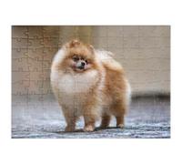 MyPuzzle Champion De Concours Canin - Spitz Nain - Premium 100 Pièces Puzzle - Collection spéciale MyPuzzle de Puzzle Galaxy