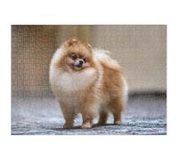 MyPuzzle Champion De Concours Canin - Spitz Nain - Premium 500 Pièces Puzzle - Collection spéciale MyPuzzle de Puzzle Galaxy