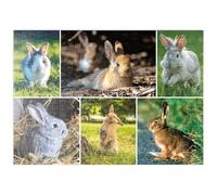 MyPuzzle Lapins Et Lièvres - Collage No. 2 - Premium 500 Pièces Puzzle - Collection spéciale MyPuzzle de Starnberger Spiele