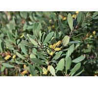 Myrica gale - Gaulthérie des marais 30- 40 cm - Conteneur