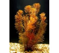 Myriophylle en Mattogrossense 'Rouge' - 2 Bunch - Live Plante pour Aquarium