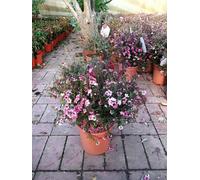 Myrte des mers du Sud Manuka - Leptospermum Scoparium Boule 40 cm | Plante ornementale colorée pour jardin & balcon