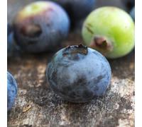 Myrtille berkeley, myrtillier - pot de 5l