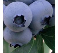 Myrtille Mi-Tardive Bonus 1L - Plante de Jardin, Arbres fruitiers - la Décoration Parfaite pour Votre Propriété - Pour les Débutants et les Jardiniers Professionnels