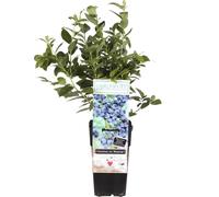 Myrtille Northcountry env. 30 cm - Robuste et productive La myrtille Northcountry pour votre jardin