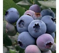 Myrtille Tardive Bluegold 1L - Plante de Jardin, Arbres fruitiers - la Décoration Parfaite pour Votre Propriété - Pour les Débutants et les Jardiniers Professionnels