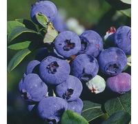Myrtille Tardive Darrow 1L - Plante de Jardin, Arbres fruitiers - la Décoration Parfaite pour Votre Propriété - Pour les Débutants et les Jardiniers Professionnels