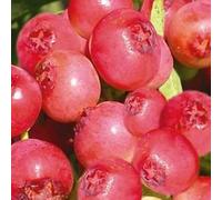Myrtillier Arbustive Pink Berry - Vaccinium Corymbosum Pink Berry 50/60cm - Plante En Pot - Floraison Mai à Juin Exposition - Hauteur 1,5 à 2 m - Exposition Soleil ou Mi-ombre Sol