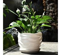 MYUYEE Grand Pot de Fleurs d'intérieur en céramique avec Plateau Rond créatif Simple Vert Carotte Viande pour Table (F),F