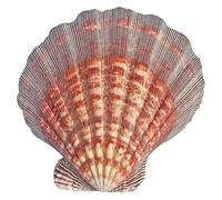 MYXJX Coquillages, 1 Coquille Saint-Jacques de 13 à 15 cm for Bricolage, Remplissage Vase for Aquarium(14~15cm)