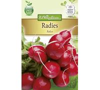 N.L. Chrestensen 4081 Radies Falco (graines de radis)
