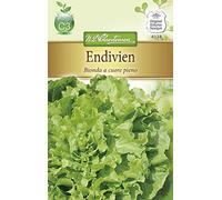 N.L. Chrestensen 4174 Endivie Bionda a cuore pieno (graines d'endiva)